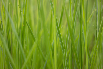 Abstract Background of Vertical Blades of Lush Green Grass