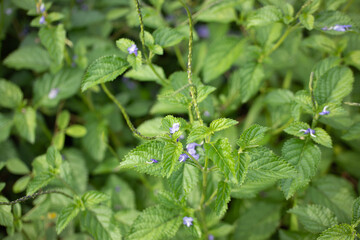 Dense Ground Cover of Green Leaves and Tiny Purple Wildflowers