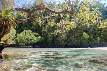 tropical beach with palm trees