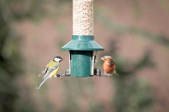 Colourful blue tit and a Chaffinch on bird feeder.