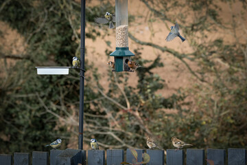 Garden Birds in flight including Blue tits and Chaffinches. © James