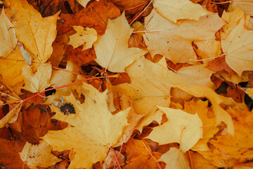 Autumn leaves fall from the trees