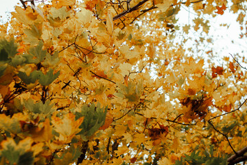 Autumn leaves fall from the trees