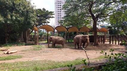 Two Asian Elephants in Zoo Enclosure with Shaded Structures and City Skyline Background
