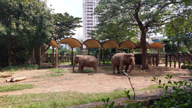 Two Asian Elephants in Zoo Enclosure with Shaded Structures and City Skyline Background