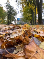 Autumn leaves covering the ground in a peaceful park setting with trees in vibrant colors