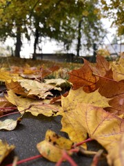 Colorful autumn leaves scattered on the ground during a peaceful fall day in a park setting