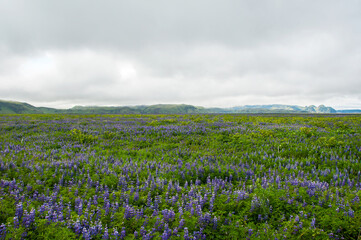 Fototapeta premium Wild blue lupin in Iceland
