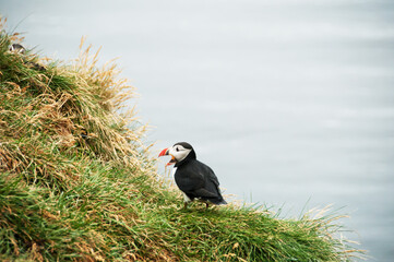 Latrabjarg cliffs, the puffin sanctuary in Iceland
