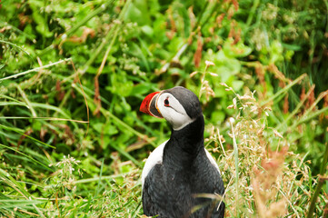 Latrabjarg cliffs, the puffin sanctuary in Iceland