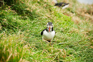 Latrabjarg cliffs, the puffin sanctuary in Iceland