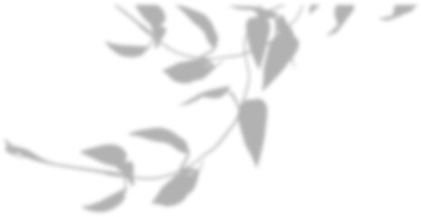 Semitransparent shadow overlay effect isolated on transparent background. Realistic PNG. Abstract silhouette soft blurry shadow of window blinds on wall. Sun light shade Leaves and window pane shadow 