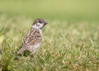 Juvenile tree sparrow standing on green grass