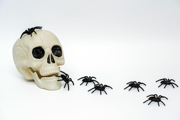 A skull with escaping spiders on an isolated white background, Halloween concept