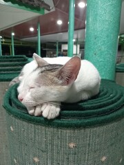 White Cat Sleeping Peacefully