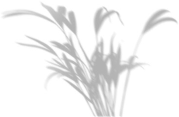 Semitransparent shadow overlay effect isolated on transparent background. Realistic PNG. Abstract silhouette soft blurry shadow of window blinds on wall. Sun light shade Leaves and window pane shadow 