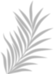 Semitransparent shadow overlay effect isolated on transparent background. Realistic PNG. Abstract silhouette soft blurry shadow of window blinds on wall. Sun light shade Leaves and window pane shadow 