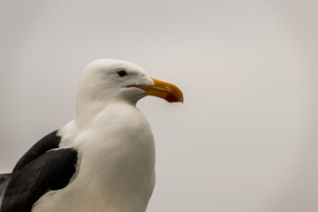 Dolphin Cruise & Sandwich Harbour Combo