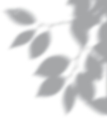 Semitransparent shadow overlay effect isolated on transparent background. Realistic PNG. Abstract silhouette soft blurry shadow of window blinds on wall. Sun light shade Leaves and window pane shadow 