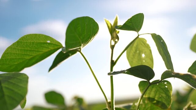 Soybeans and greens planted in a field. Soy plantation crop concept. Sprouting lifestyle greens and leaves of a. soybean. A field of sprouting greens and soybeans planted in a field.