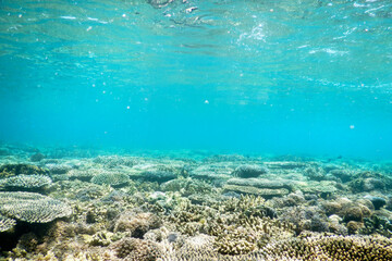 coral reef in the sea