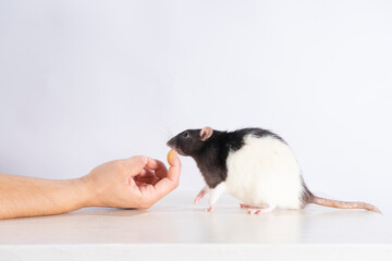 Curious pet rat interacts with a human's hand