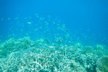 coral reef with fishes