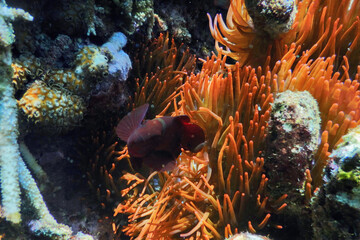 coral reef in the sea