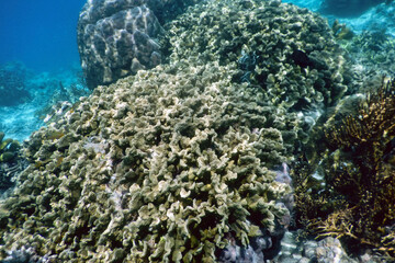 coral reef in the sea