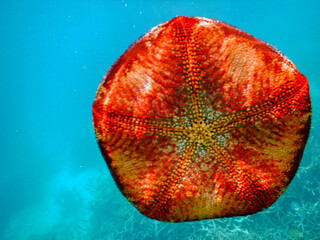 red heart on blue background
