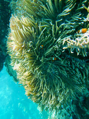 tropical coral reef