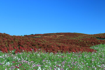 国営ひたち海浜公園のコキア