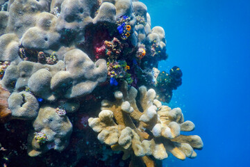 coral reef in aquarium