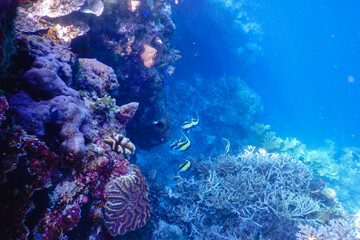 coral reef