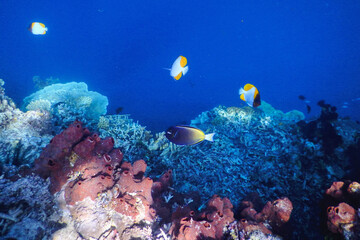 coral reef and fishes