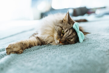 portrait fluffy gray cat