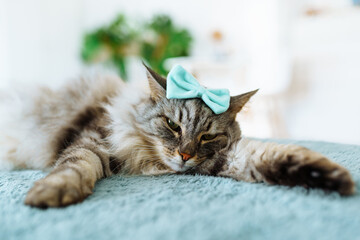 portrait fluffy gray cat