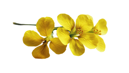 Isolated vibrant yellow flowers on stem against a stark black background, close up