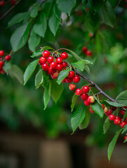 Fresh bunch ripe red cherries hanging branch with green leaves background. Summer fruit harvest natural garden environment.