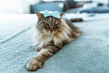 portrait fluffy gray cat