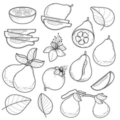 Guava Fruit and Botanical Line Art Set. Hand-drawn tropical fruit, slices, leaves, and flower outlines. Coloring page style illustration.