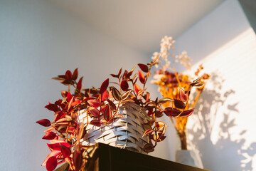 Tradescantia with red leaves sun rays