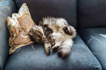 close up grey fluffy sleeping cat