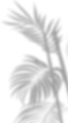 Semitransparent shadow overlay effect isolated on transparent background. Realistic PNG. Abstract silhouette soft blurry shadow of window blinds on wall. Sun light shade Leaves and window pane shadow 