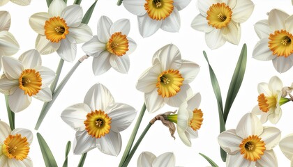 Fototapeta premium A pattern of white daffodil flowers with yellow centers and green stems and leaves on a white background.