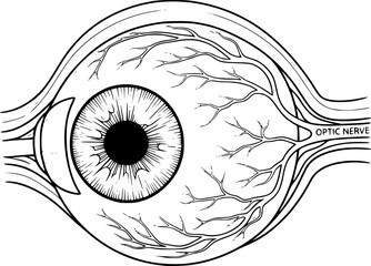 Anatomical eyeball drawing. It is a black and white outline image of an anatomical human eyeball, detailing its structure and surrounding blood vessels. Vector sketch line art draw.