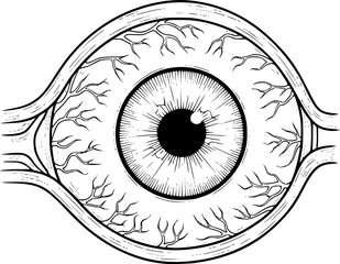 Anatomical eyeball drawing. It is a black and white outline image of an anatomical human eyeball, detailing its structure and surrounding blood vessels. Vector sketch line art draw.