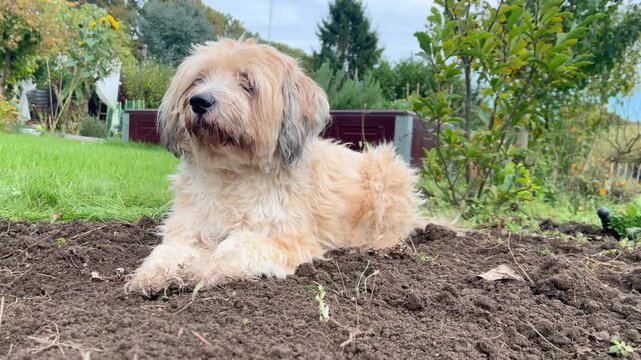 Hund der in einem Blumenbeet liegt