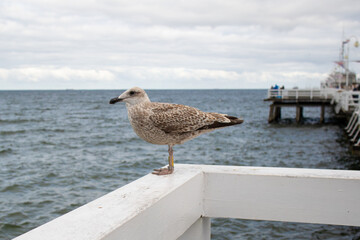 Close-up of a seagull standing on a white pier railing by the Baltic Sea in Sopot, Poland