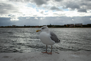 Close-up of a seagull standing on a pier by the Baltic Sea in Sopot, Poland